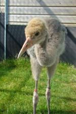 Black Red Black (Ziggy) - 2nd July 2014 Black Red Black (Ziggy) - 2nd July 2014